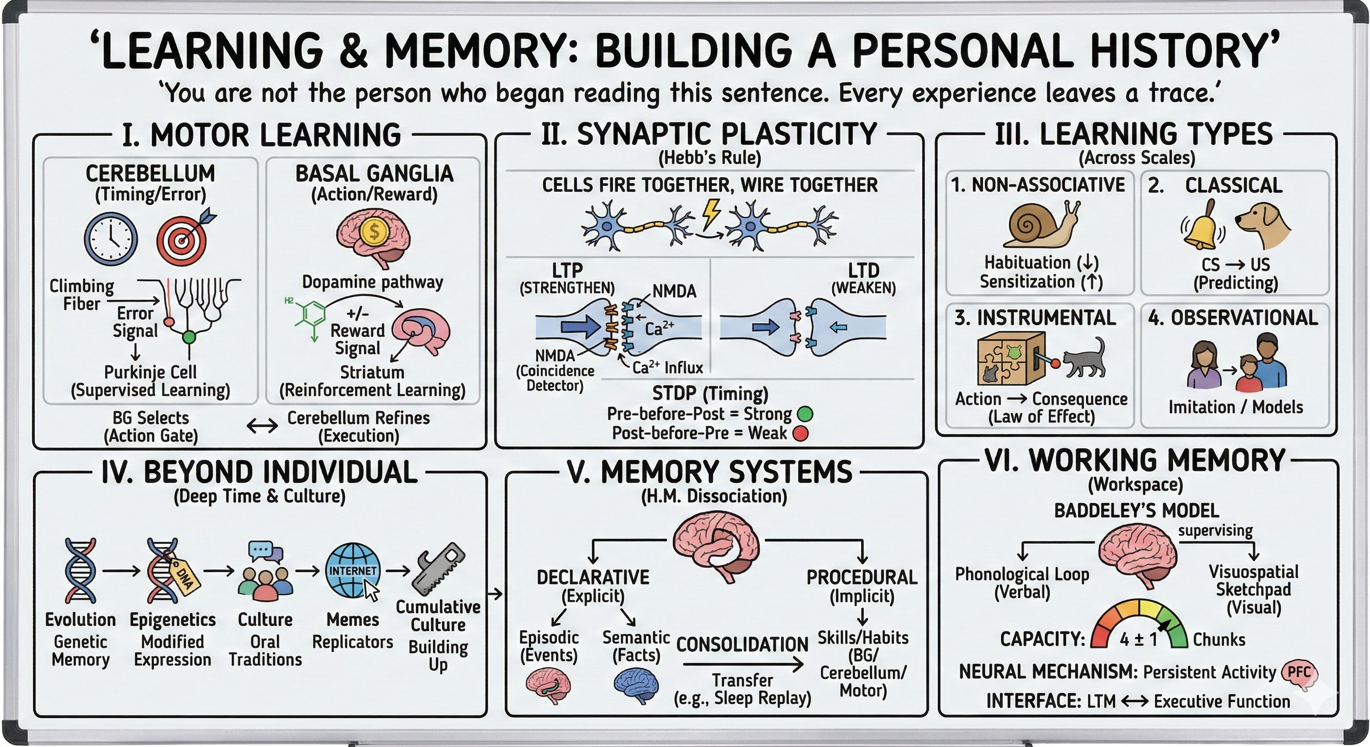 Learning and Memory Visual Summary