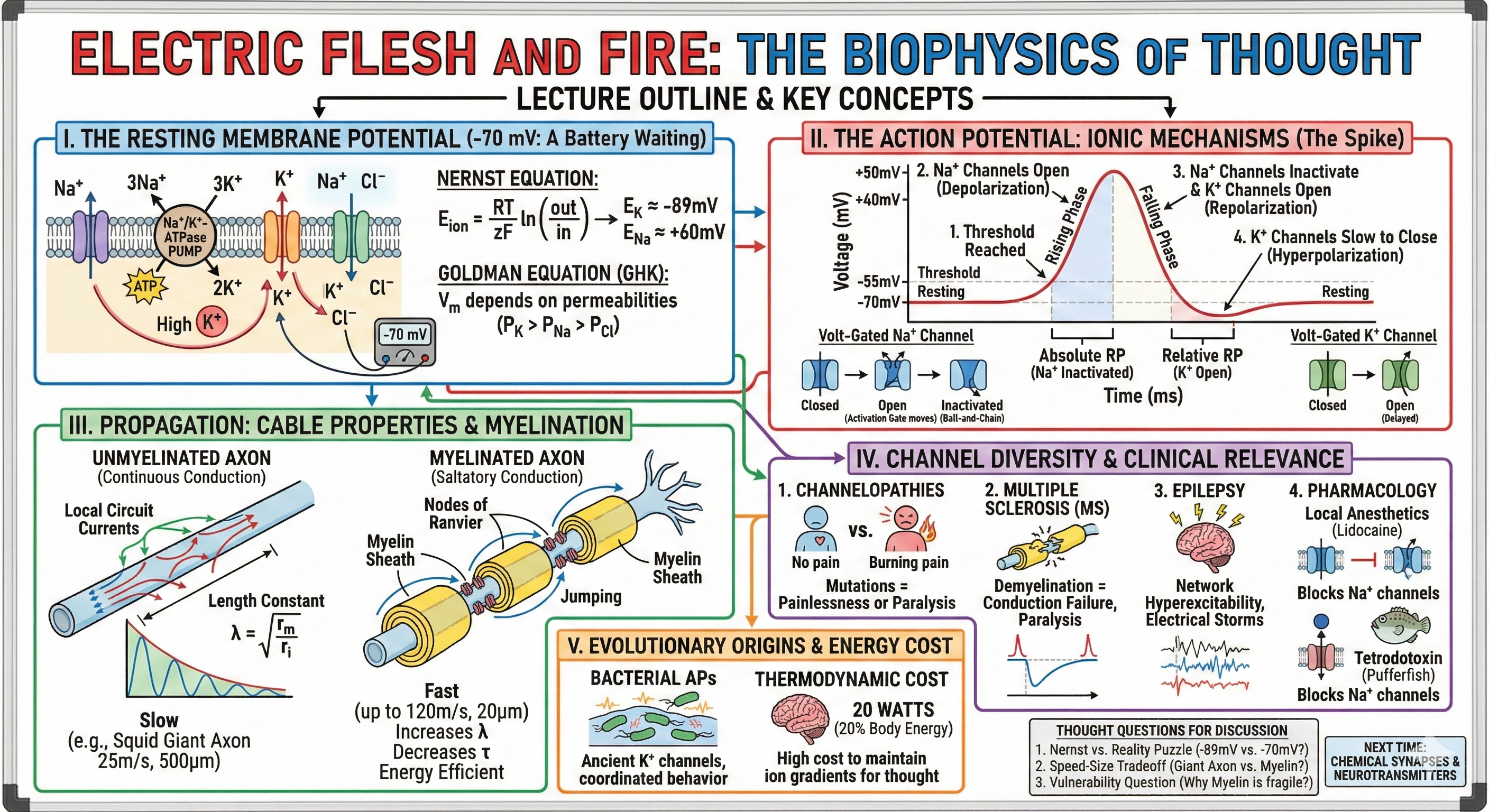 Electrical Neural activity Visual Summary