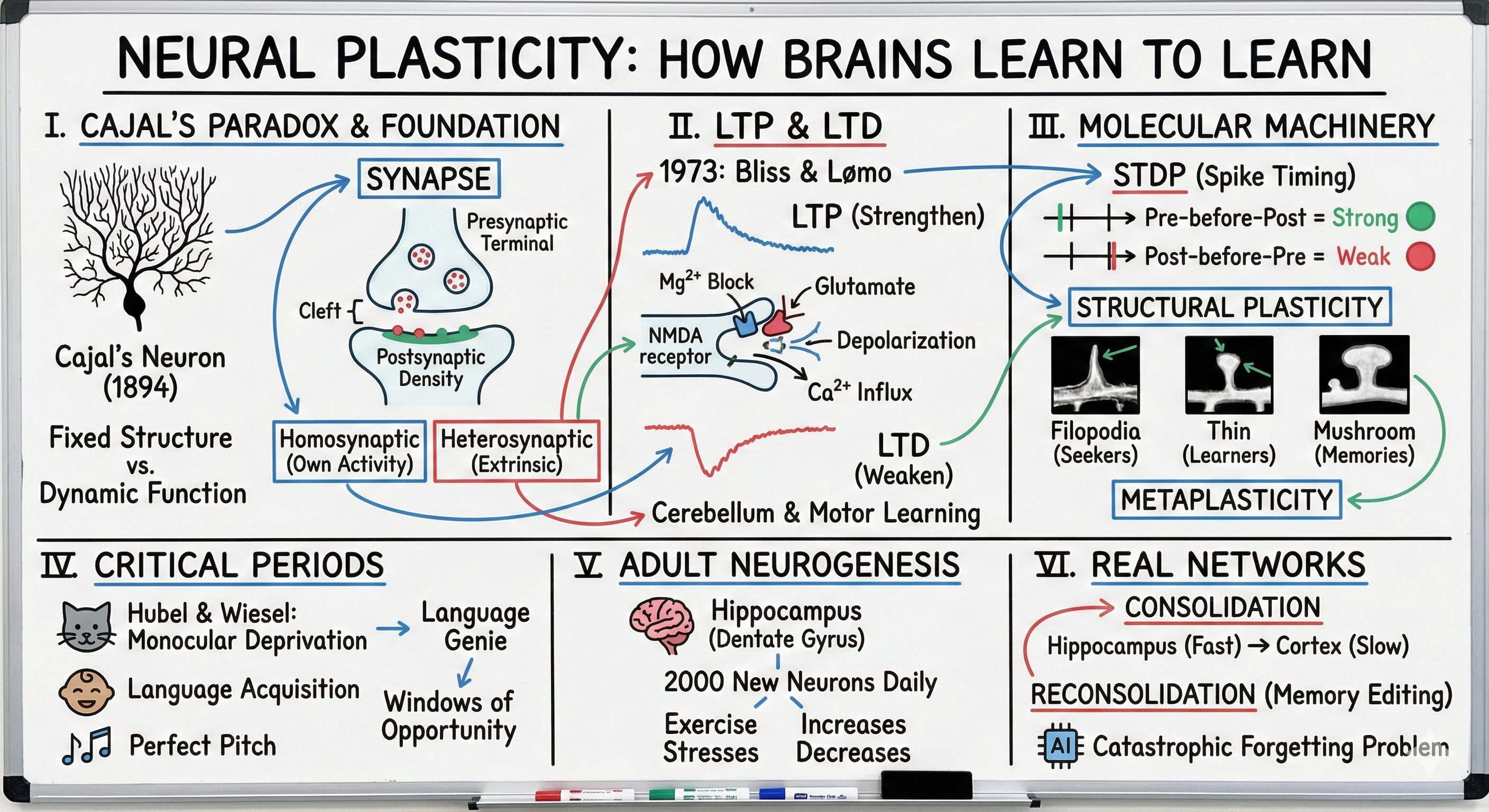 Neural Plasticity Visual Summary
