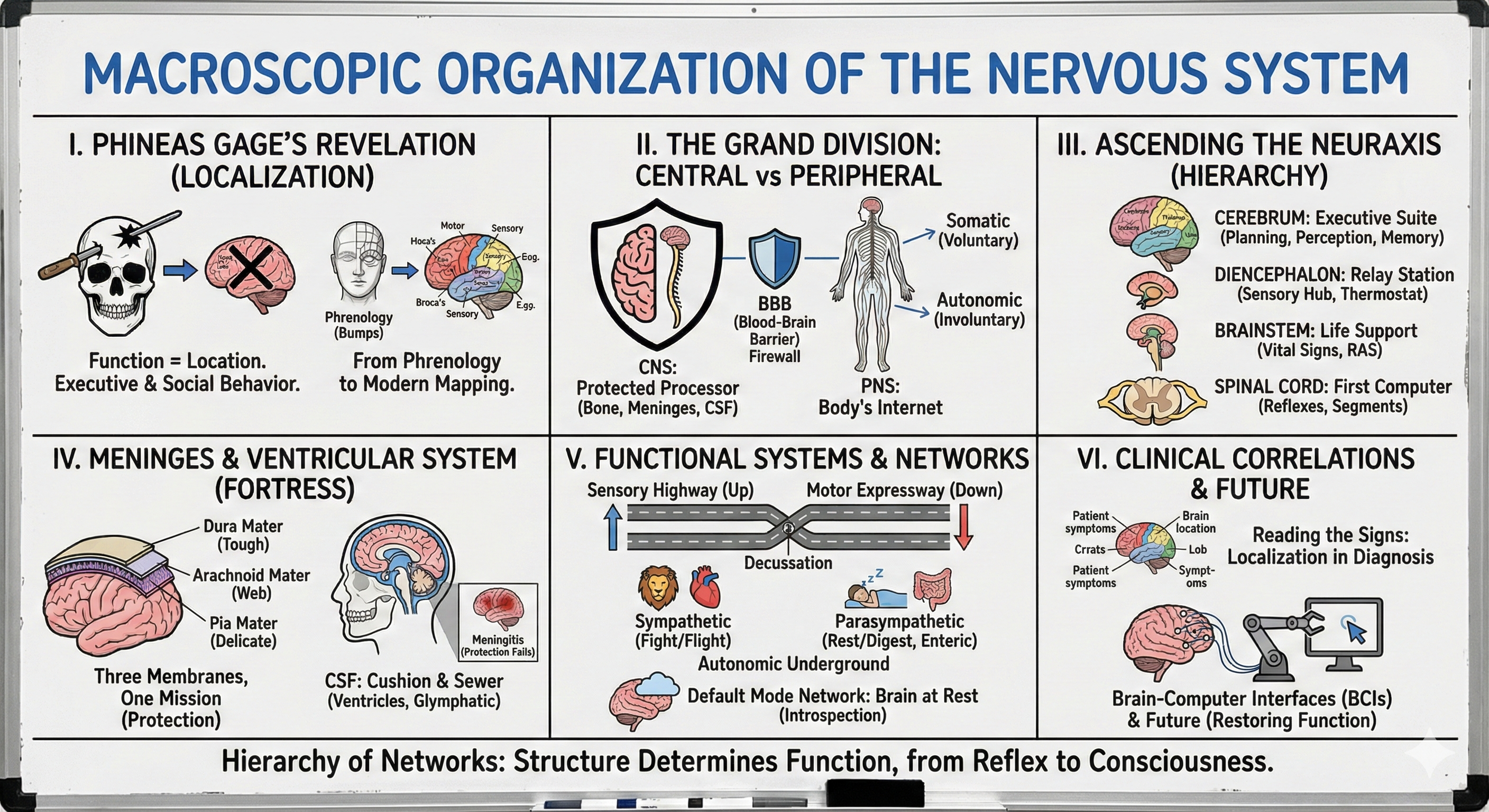 Macroscopic Organization of the Nervous System Visual Summary