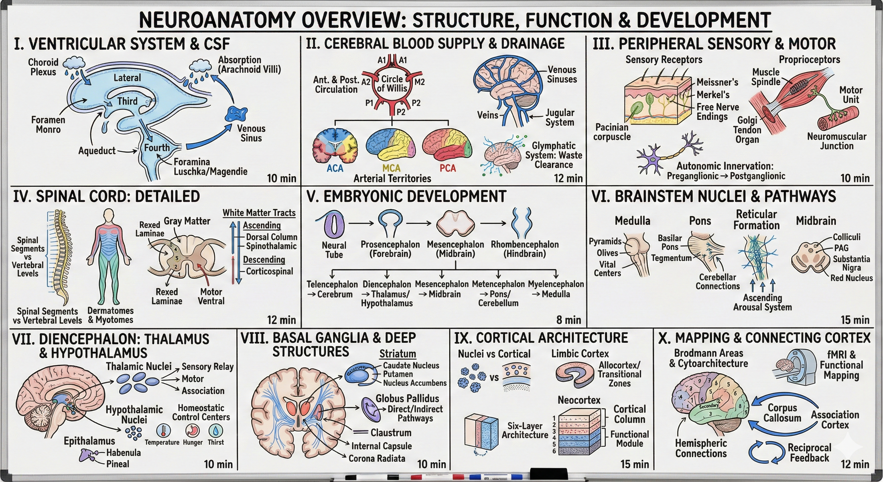 Neuroanatomy Overview Visual Summary